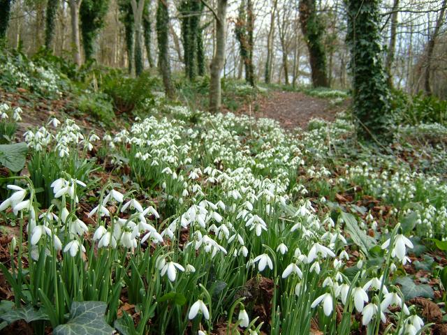 معرفی و راهنمای پرورش گیاهان زینتی فضای باز - زنگوله زمستانی - گل بهمن